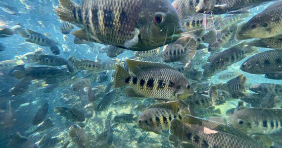 a school of tilapia swimming underwater