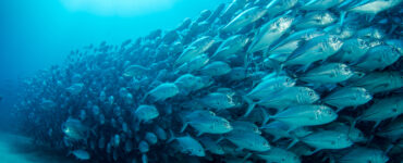 a school of fish swimming underwater
