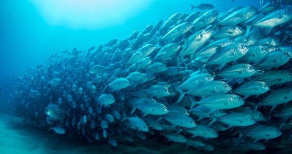 a school of fish swimming underwater