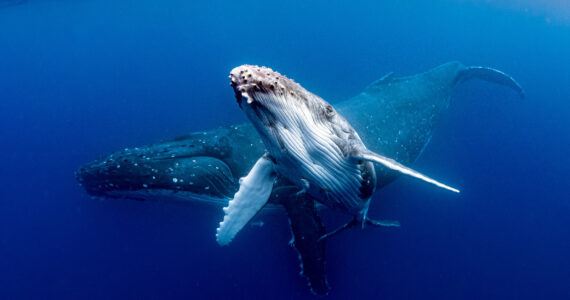 humpback whales in the ocean