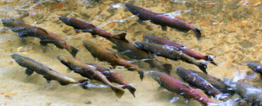 a school of salmon swimming in the water