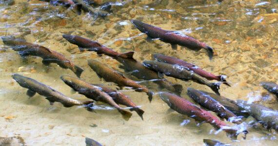 a school of salmon swimming in the water