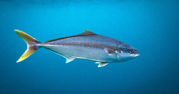 a yellowtail fish swimming in the ocean