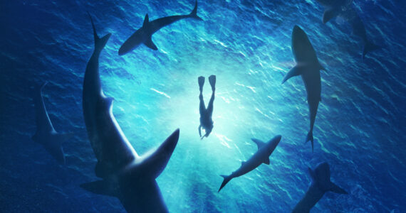sharks circling around a swimmer in the ocean