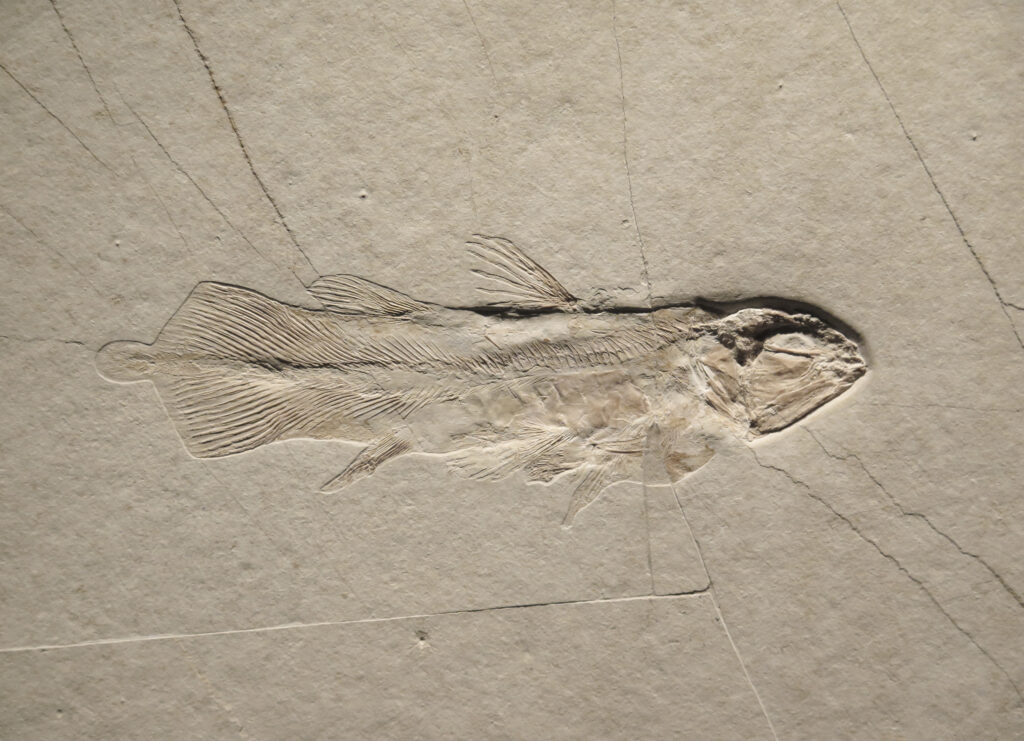 a coelacanth fossil