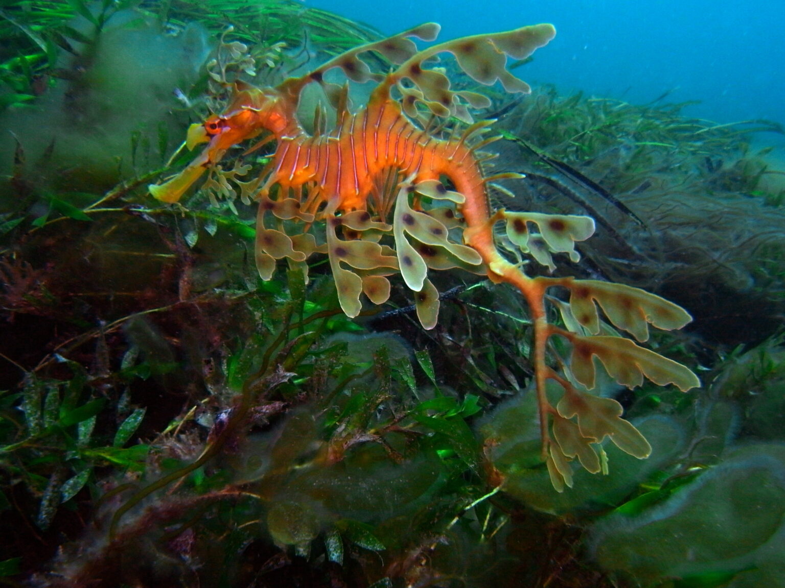 leafy-seadragon