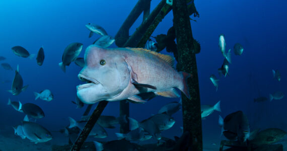 an asian sheepshead wrasse underwater