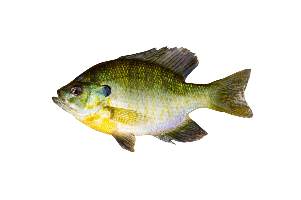 a bluegill on a white background