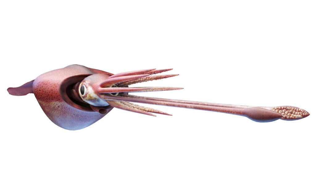a rendering of a colossal squid