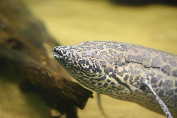 Lungfish Types Do Fish Have Lungs?