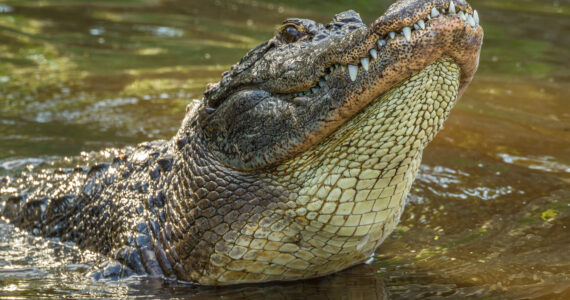 an alligator in the water with its head up