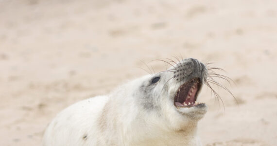 a harp seal on the beach with its mouth open