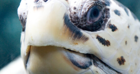 a close up of a sea turtles face