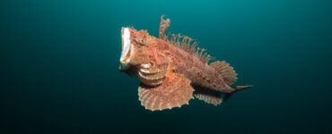 a stonefish swimming underwater