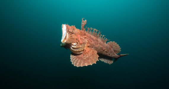 a stonefish swimming underwater