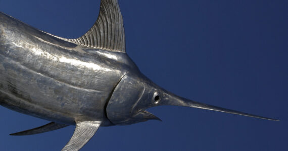 a close up of a swordfish underwater