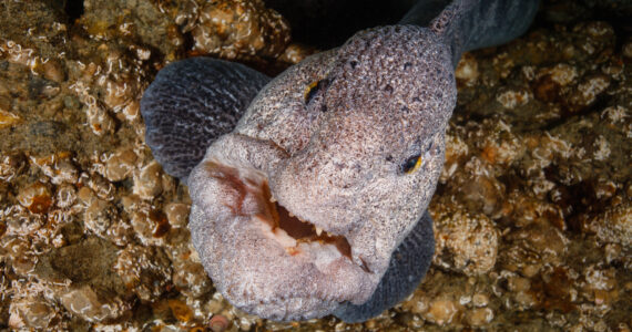 a wolf eel peeking out from a coral reef