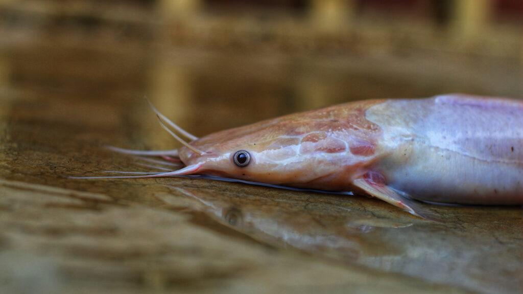 a walking catfish in the water