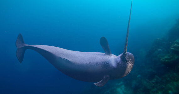 a 3d rendering of a baby narwhal underwater