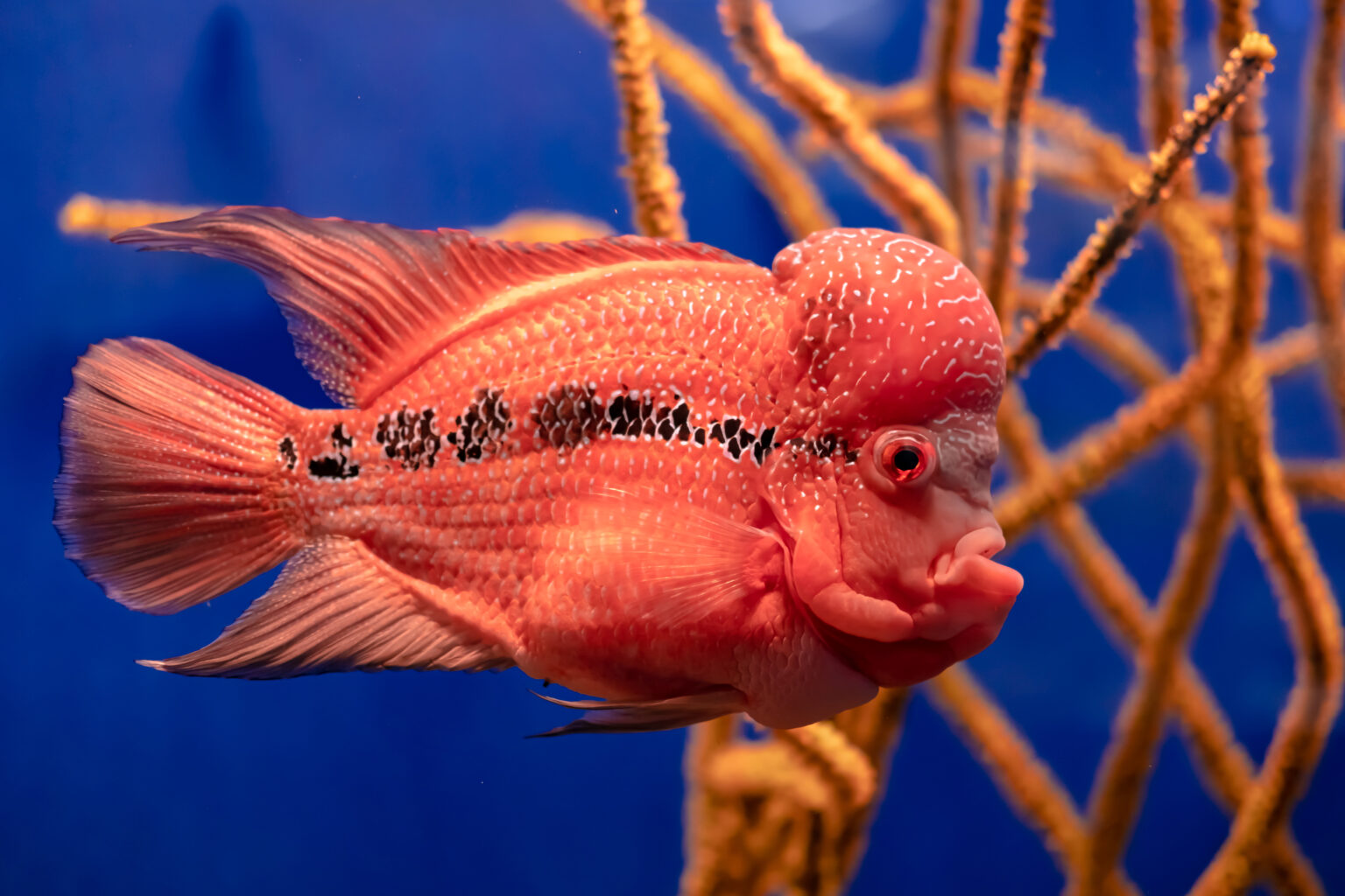 6 Hilarious Fish with Big Forehead