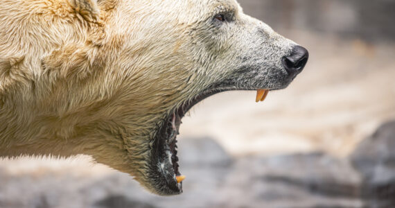 a close up of a roaring polar bear