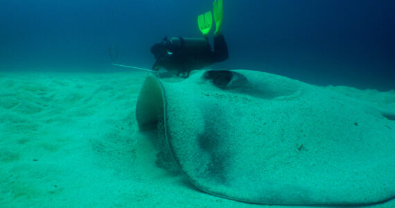 a diver swimming next to an enormous catfish