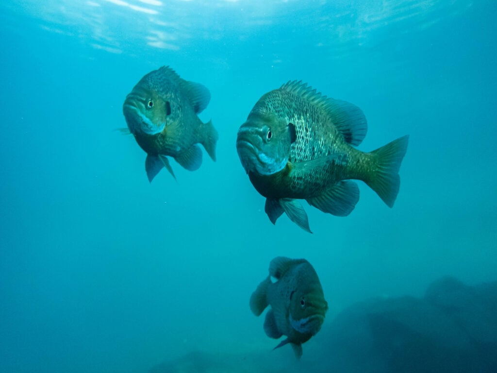a school of bluegill swimming in a quarry