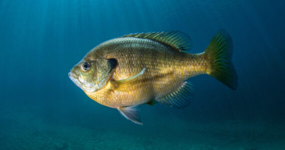 a bluegill swimming underwater
