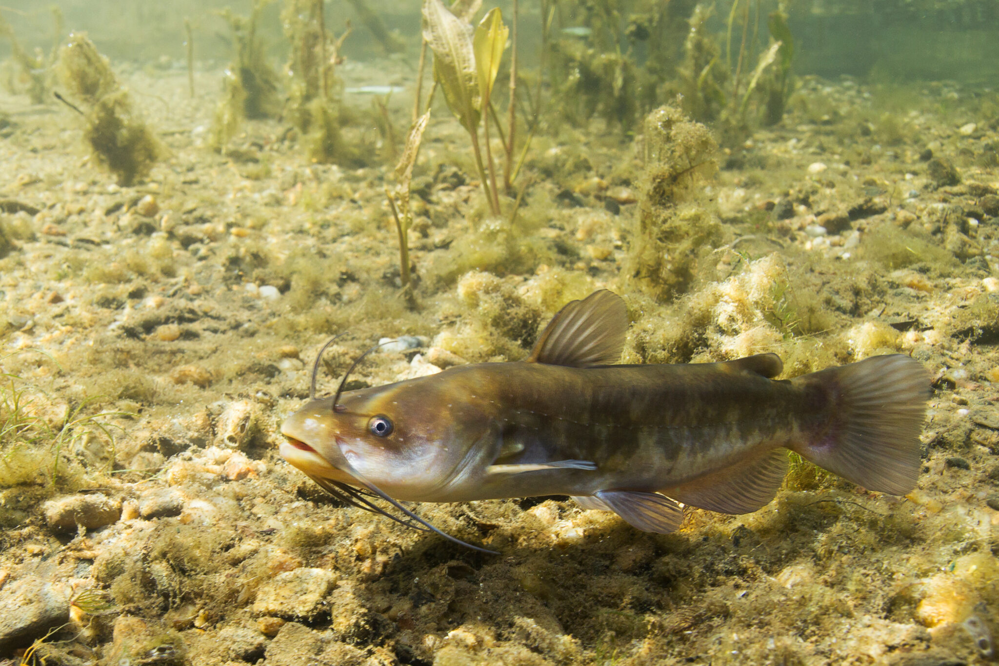 What's the Difference Between Bullhead and Catfish?