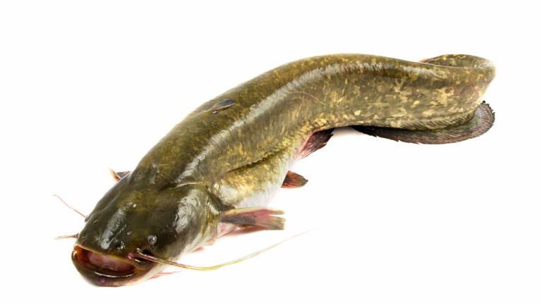 What's the Difference Between Bullhead and Catfish?