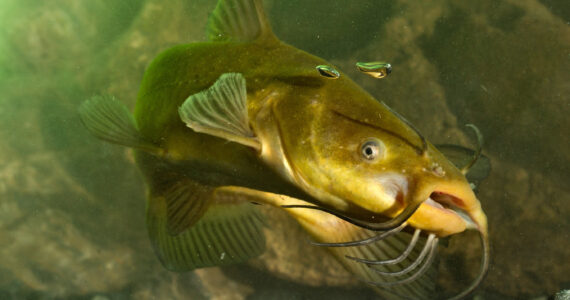 a bullhead catfish swimming underwater