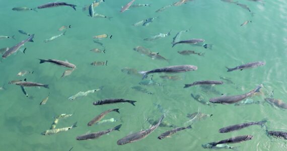 a school of mullet in the ocean