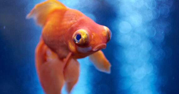 a goldfish in a tank