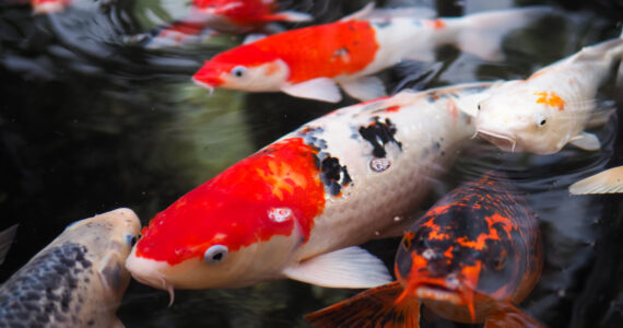 koi fish swimming in a pond