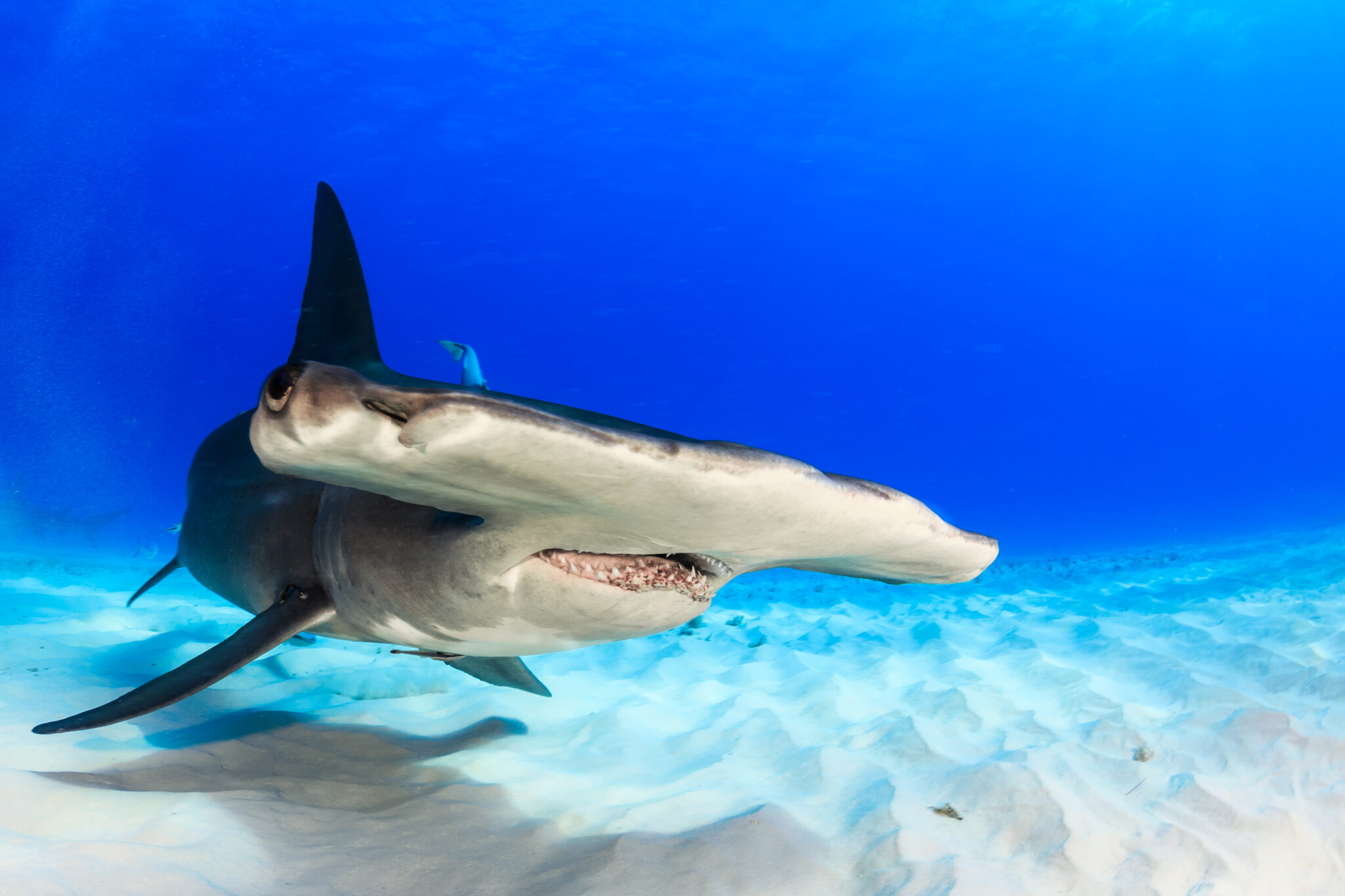 can-you-keep-a-shark-as-a-pet