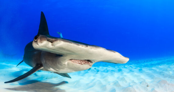 a hammerhead shark underwater