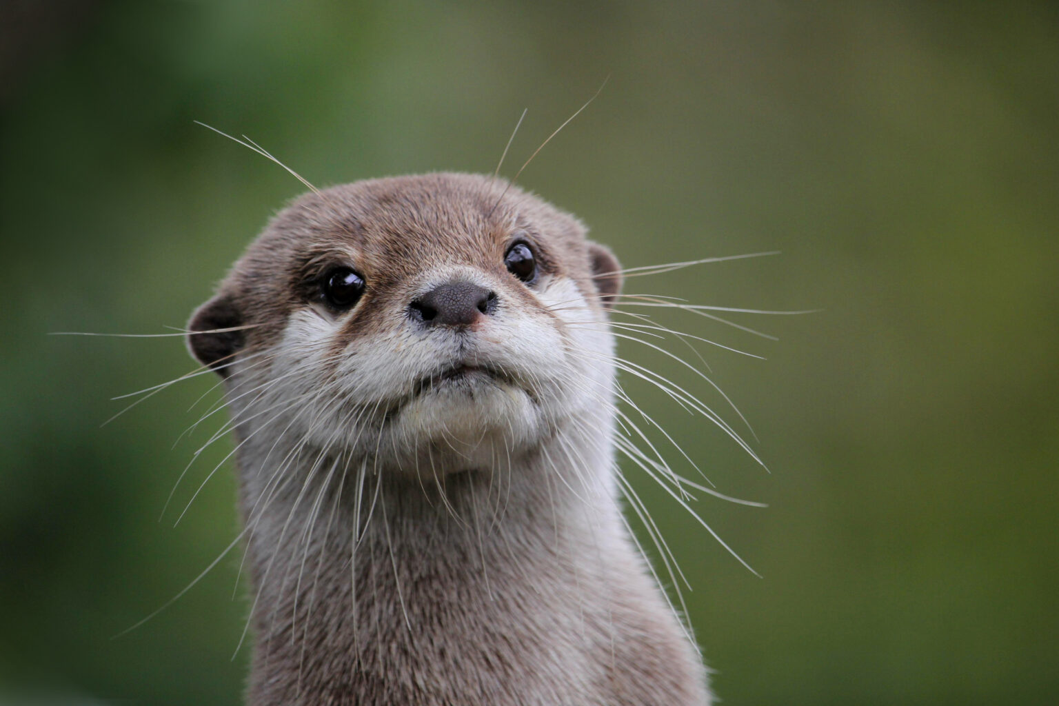 Can you have an otter as a pet 