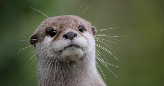 an adorable otter close up