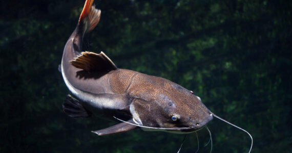 a redtail catfish swimming underwater