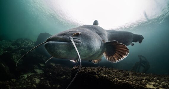 a big blue catfish underwater