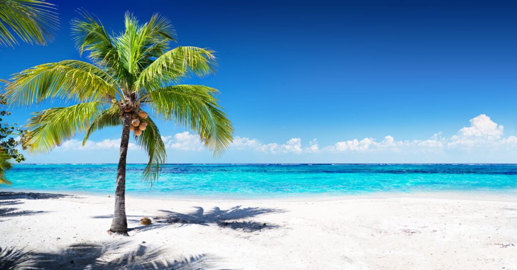 a palm tree on a beach