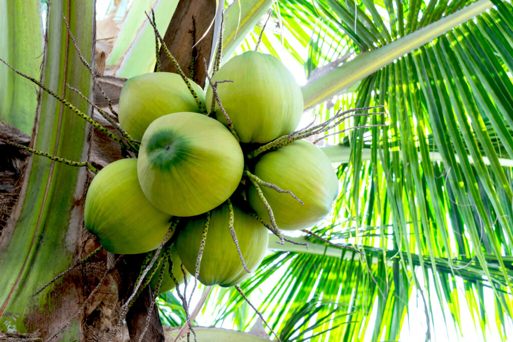 coconuts in a tree