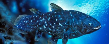 a coelacanth up close in the water