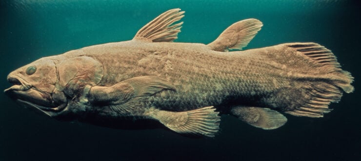Coelacanth