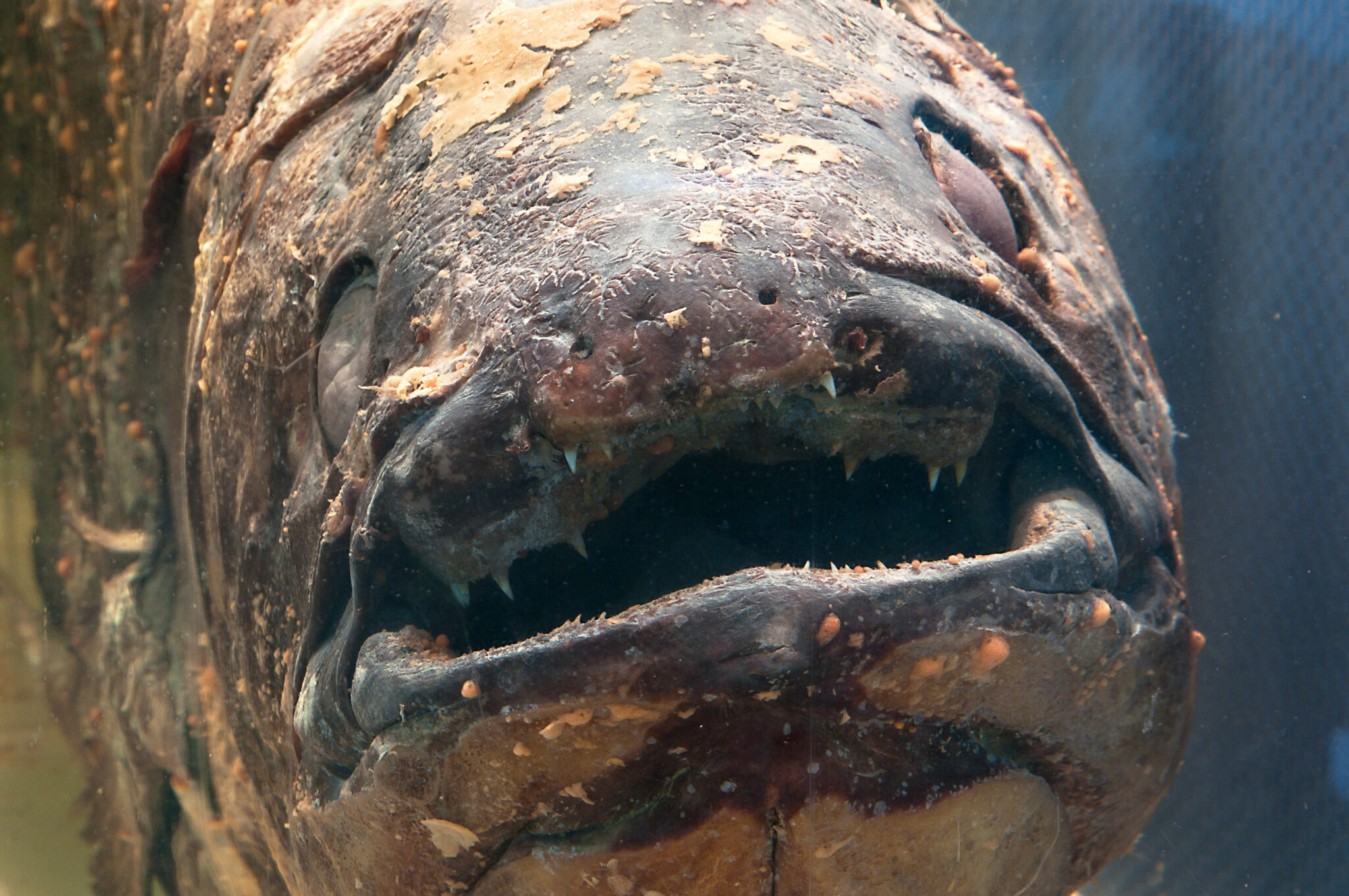 Coelacanth
