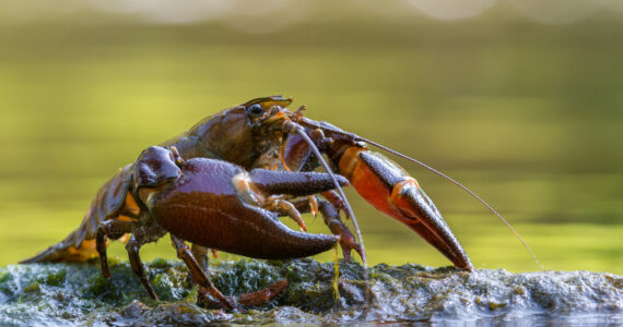 a crayfish in the mud