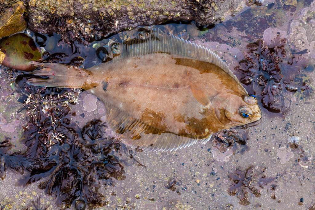 a dab flatfish in the water