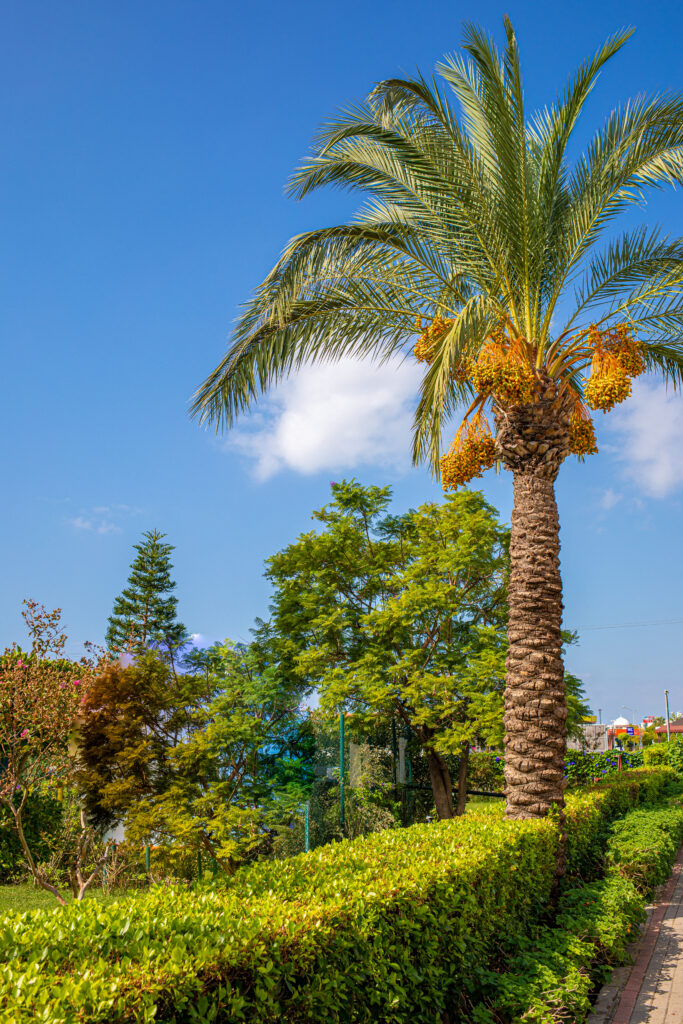 date palm tree on an island