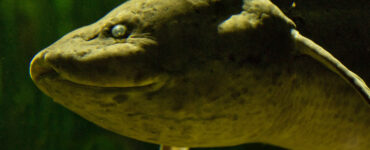 close up of a west african lungfish