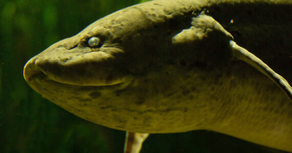 close up of a west african lungfish